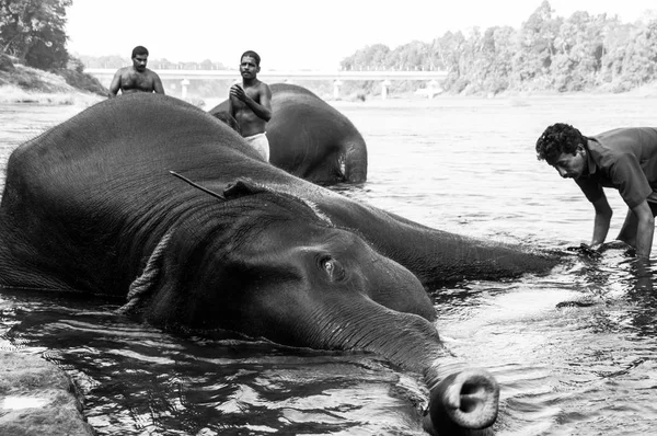 Kodanad, Kerala, Hindistan 25 Aralık 2015 - fil yıkama
