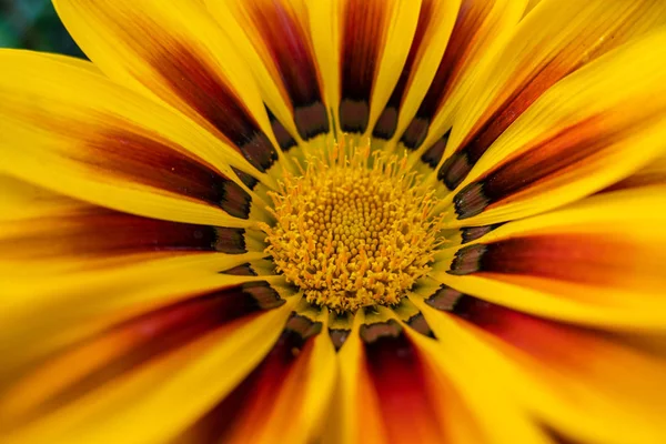 Gazania Stokrotka Bliska — Zdjęcie stockowe