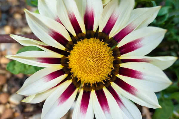 Osteospermum Flower Close White Deep Purple — Stock Photo, Image