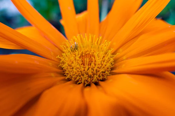 Fiore Margherita Arancione Vicino — Foto Stock