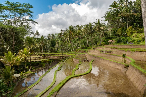 Balinese Vertical Rice Terraces — Stock Photo, Image