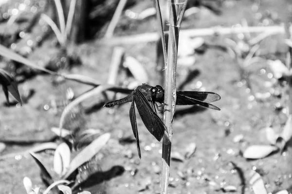 Dragonfly Που Στηρίζεται Μια Λεπίδα Του Φυτού Του Ρυζιού — Φωτογραφία Αρχείου