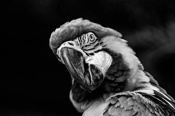 Papağan'ın kafasından siyah ve beyaz. Doğruca kameraya bakıyor.