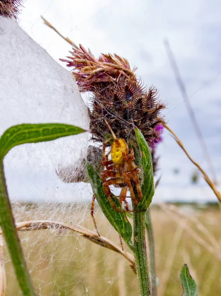 Dört benekli Orb Weaver örümcek ve onun arkadaşı corne yuvarlak