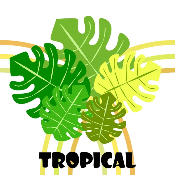 Feuilles Monstère Tropicale Verte Sur Fond Blanc — Image vectorielle