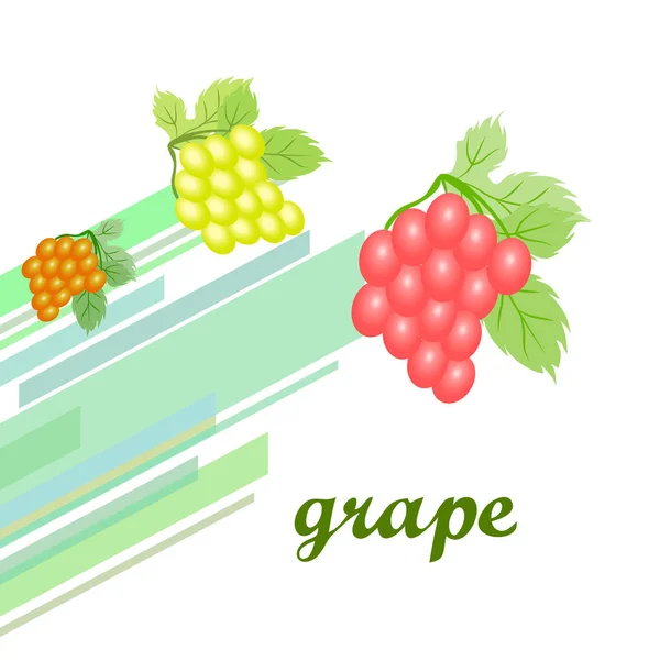 Виноград с листом. Векторные элементы для дизайна — стоковый вектор