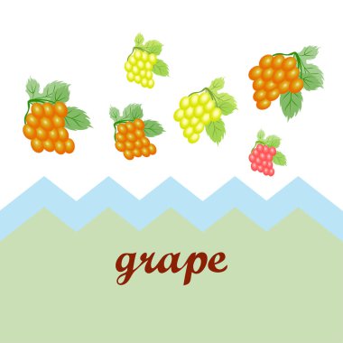 Yapraklı üzüm. Tasarım için vektör ögeleri