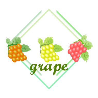 Yapraklı üzüm. Tasarım için vektör ögeleri