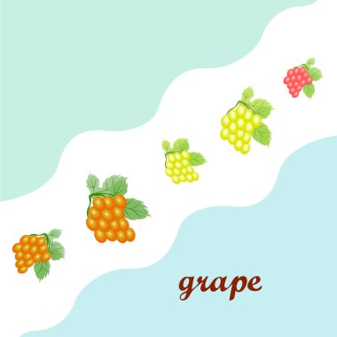 Yapraklı üzüm. Tasarım için vektör ögeleri