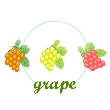 Yapraklı üzüm. Tasarım için vektör ögeleri