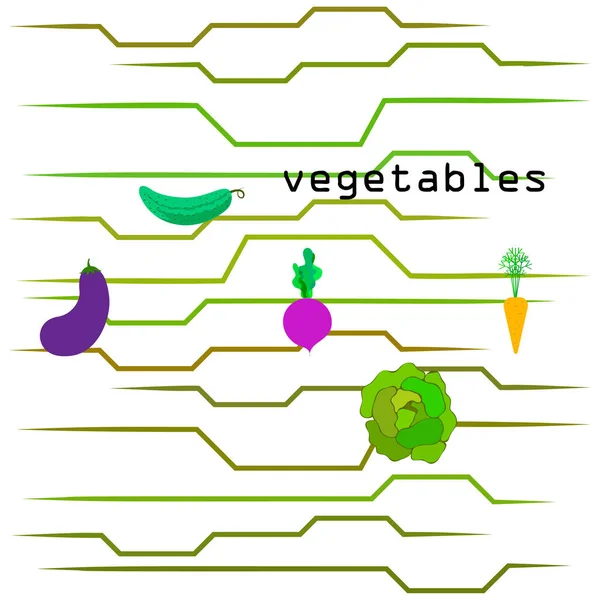 Cabbage, beet, carrot, eggplant, cucumber, fresh vegetables. Organic food poster. Farmer market design. Vector background. — Stock Vector