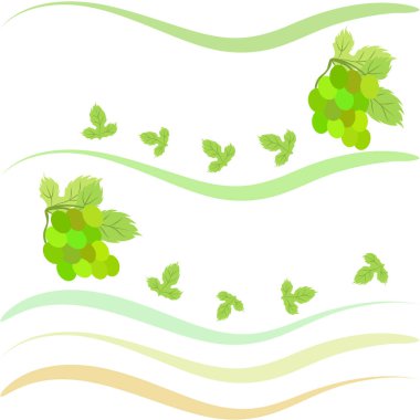 Yapraklı üzüm. Tasarım için vektör ögeleri