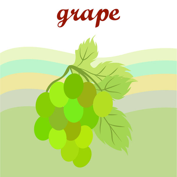 Grape with leaf. Vector elements for design