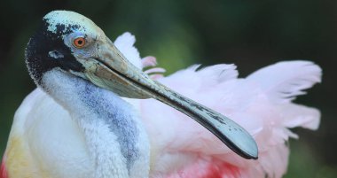Pembe kaşıkçı burada resimde. Bu bir yaban hayatı kuş fotoğrafı Everglades Florida, ABD olduğunu.