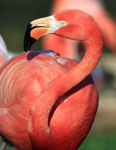Μια Αμερικανική Flamingo Απεικονίζεται Εδώ Αυτή Είναι Μια Φωτογραφία Πουλί — Φωτογραφία Αρχείου