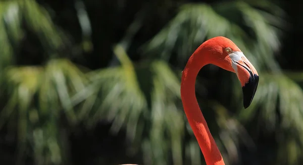 Μια Αμερικανική Flamingo Απεικονίζεται Εδώ Αυτή Είναι Μια Φωτογραφία Πουλί — Φωτογραφία Αρχείου