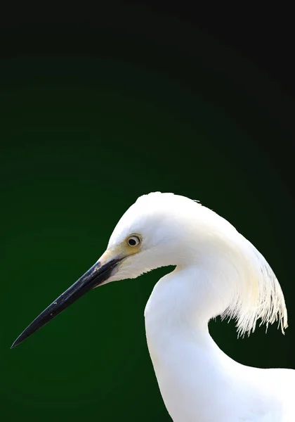 A snowy egret is pictured here. This is a wildlife bird photograph from the Everglades in Florida, USA.