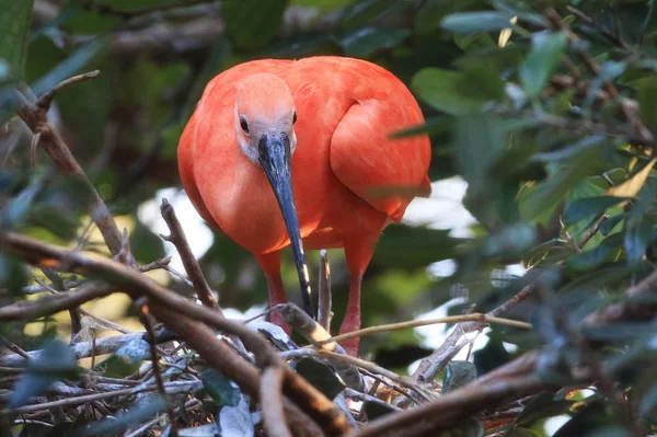 A scarlet ibis is pictured here. This is a wildlife bird photograph from the Everglades in Florida, USA.