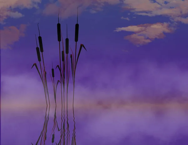 Uzun Doğal Arka Plan Görüntüsü Tabidir Gölet Kedi Kuyruk Bitkiler — Stok fotoğraf
