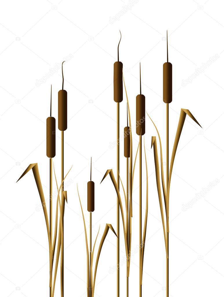 Cattails in water are the subject of this natural background image. Pond plants cat tails. This is an illustration.