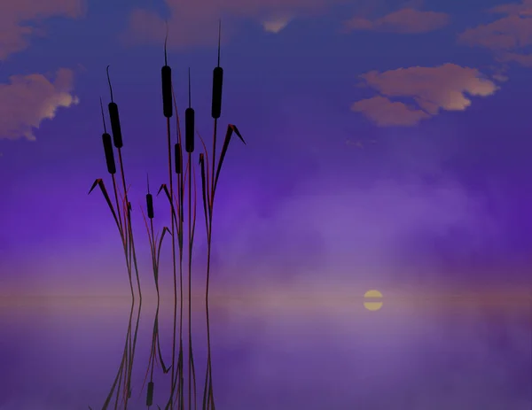 Rohrkolben Wasser Sind Gegenstand Dieses Natürlichen Hintergrundbildes Teichpflanzen Katzenschwänze Dies — Stockfoto