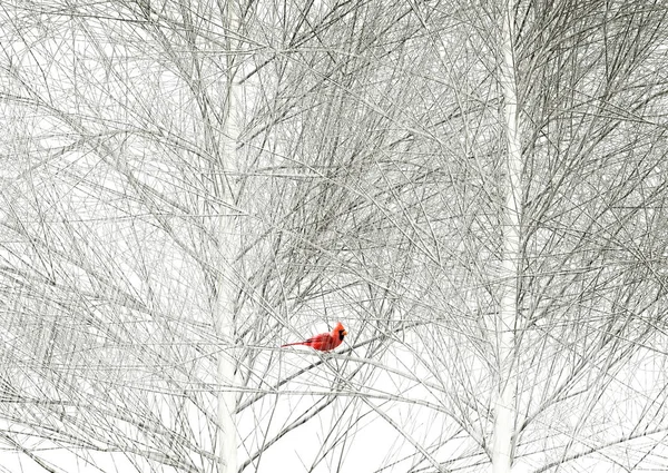 A cardinal is seen in a tree in a snowstorm. — Stock Photo, Image