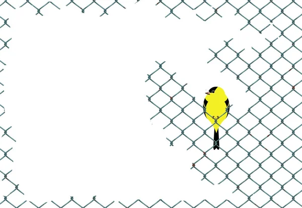 Pássaros amarelos e pretos que se assemelham a goldfinches são vistos com outros descansando em fio de cerca chainlink . — Fotografia de Stock