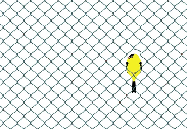 Yellow and black birds resembling  goldfinches are seen with others resting on  chainlink fence wire. — 스톡 사진