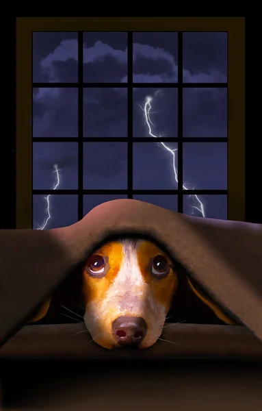 Küçük sevimli bir Beagle köpeği bir battaniyenin altında saklanıyor. Arkasında bir fırtına kopuyor.