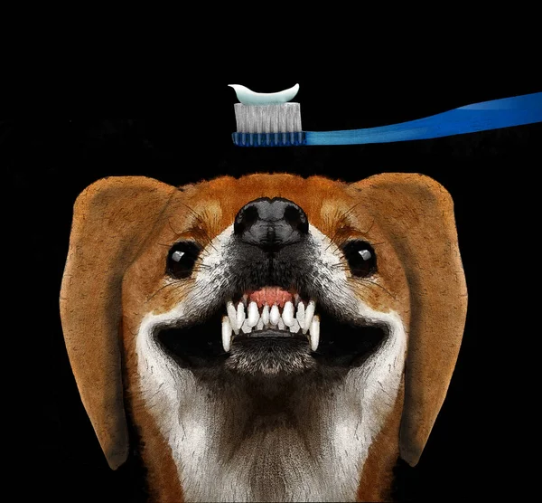 Sevimli Bir Köpek Dişlerini Fırçalamasını Beklerken Gülümseyerek Dişlerini Gösteriyor — Stok fotoğraf