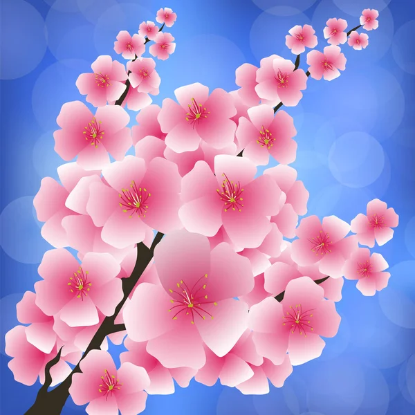 春のピンクの花が青い背景をぼかした写真に分離されました 桜日本の桜の木 花をつけた枝 — ストック写真