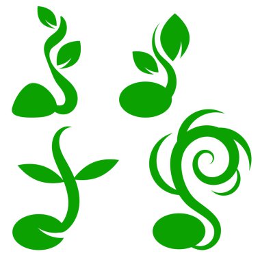 Aşama bitki büyüme. Küçük yeşil Filiz fide tohumdan takımıdır. Ağaç ateş