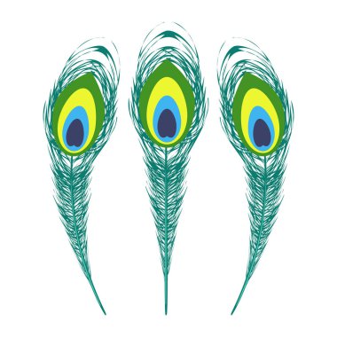 Renkli tavus kuşu tüyü kümesi.