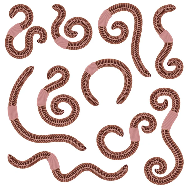 Animal Earth Red Worms for Fishing — Stock Vector