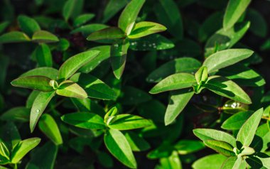 Yeşil yaprak su damla doğa arka plan ile.