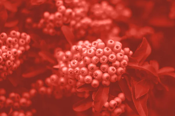 Arbusto de piracanta bonito com bagas de laranja brilhantes — Fotografia de Stock