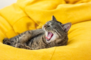 Sevimli kaplan kedi parlak sarı fasulye çanta üzerinde yalan.