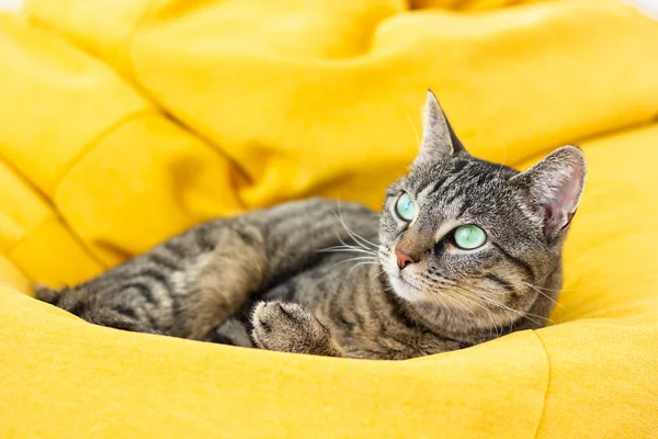 Sevimli kaplan kedi parlak sarı fasulye çanta üzerinde yalan.