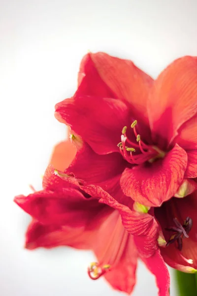 Coral amaryllis on white background. — Stock Photo, Image