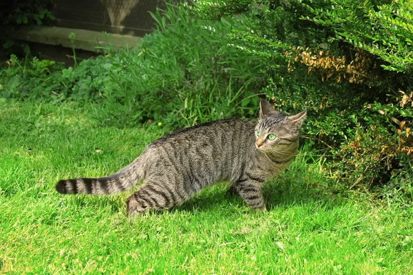 Katzenjagd. Tabby-Katze im Freien auf grünem Gras. — Stockfoto