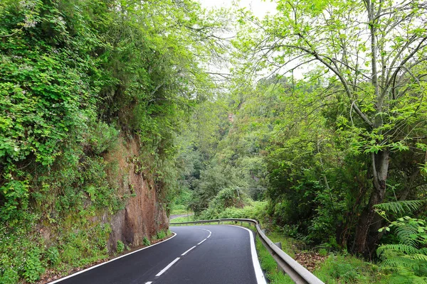 Obszarów Wiejskich Droga Przez Zielony Las Tenerife Hiszpania — Zdjęcie stockowe