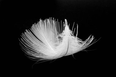 Monochrome macro photo of floating white bird feather. Royalty free stock photo. clipart