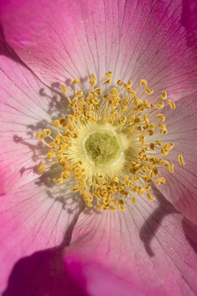 ピンクのコリンブのマクロ写真は花弁と雌蕊を中心に上昇しました ロイヤリティフリーストックフォト — ストック写真