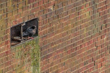 Almanya, Hamburg 'da tuğladan yapılmış solmuş bir rıhtım duvarında demirleme iğnesinin yanında dinlenen güvercin. Malzemesiz Kraliyet fotoğrafı..