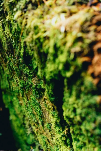 Moss growing on a rock with different shades of green, yellow and brown