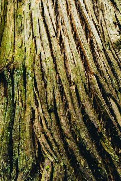 Bark close up from a big redwood tree — Stock Photo, Image