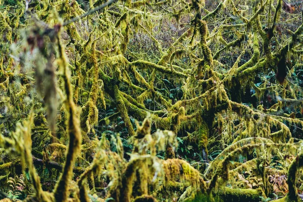 Green mossy trees in a forest — Stock Photo, Image