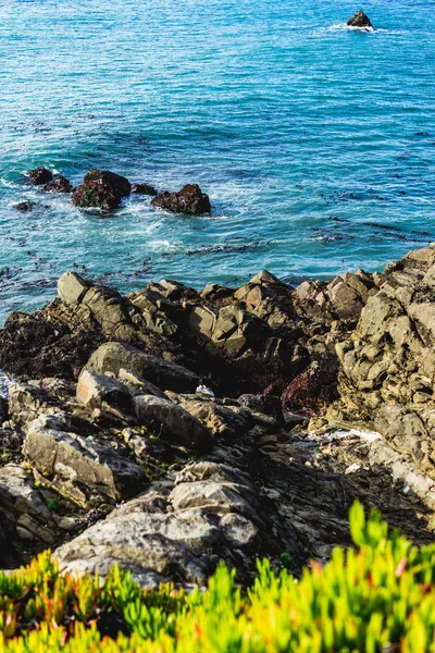 Okyanus katmanları succulents, kaya ve su ile