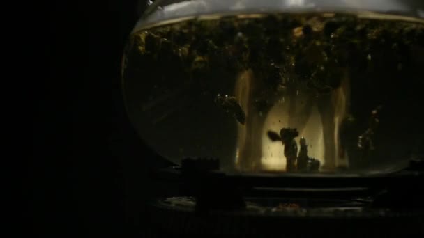 Gros plan des feuilles de thé dans une bouilloire 