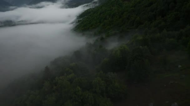 Drone volador en la niebla a través de los árboles — Vídeos de Stock